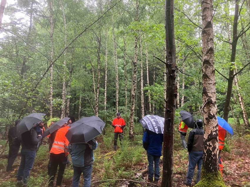 Die Birke ist eine Pionierbaumart, die gut mit dem Klimawandel und l&auml;ngeren Trockenphasen zurechtkommen d&uuml;rfte. Der Birkenwald in Baden erschien aufgrund des anhaltenden Niederschlags allerdings in sattem Gr&uuml;n. (Foto: Pascal Gm&uuml;r)